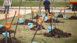 Клёны и сосны высадят в Ессентуках благодаря краевой акции