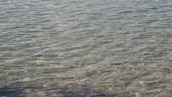 Амура, толстолобика и карася выпустят в озеро в Ессентуках