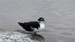 Краснокнижную утку родом из Гренландии заметил на городском озере глава Ессентуков