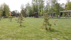 Ель и 24 куста спиреи высадили в Ессентуках в День народного единства 