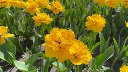В Ессентуках уже высадили около 30 тыс. луковиц тюльпанов