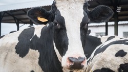На поддержку молочных производителей Ставрополья направят 174 миллиона рублей 