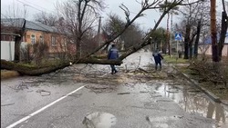 Улицу перекрыли в Ессентуках 18 декабря из-за упавшего дерева