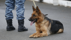 Угрозы о минировании получили пять школ в Ессентуках 19 февраля