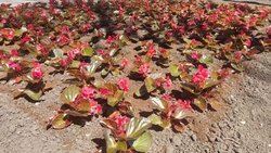 Более 40 тысяч бегоний появится на клумбах в Ессентуках 