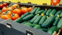 Ярмарка в Ессентуках признана одной из лучших на всероссийском конкурсе