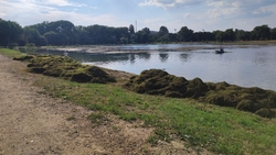 Водоросли убирают каждый день на береговой линии озера в Ессентуках