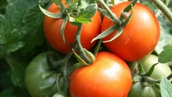 Ессентучан бесплатно доставят на День поля в Минводах