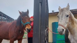 Бойцы СВО могут пройти реабилитацию в центре иппотерапии в Ессентуках