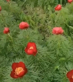 Краснокнижный пион узколистный зацвёл на Ставрополье