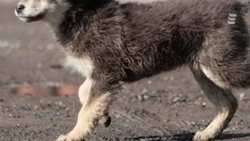 Врио главы Ессентуков пообещал найти виновного, отрубившего собаке лапу