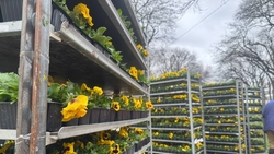 10 тыс. виол высадят на клумбах в Ессентуках