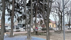 Специалисты кронируют деревья в сквере на Буачидзе в Ессентуках