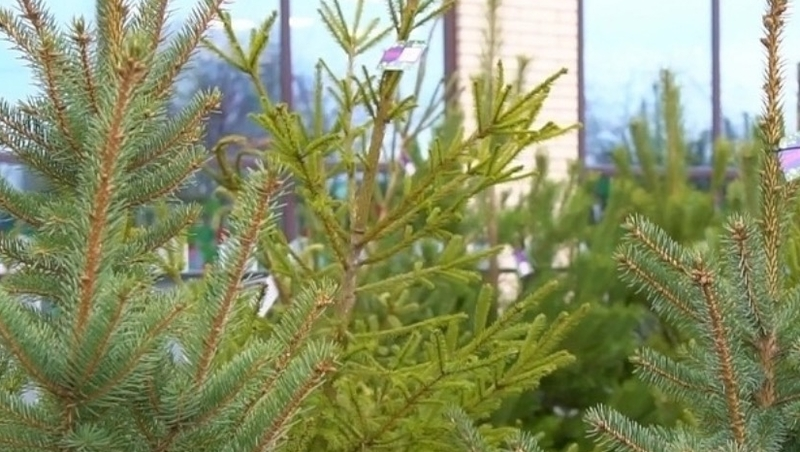 Ёлочные базары открылись в Ессентуках