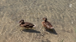 Купальный сезон откроют в Ессентуках с 1 июня