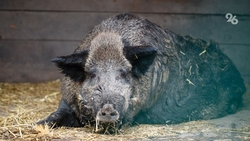 Дикого кабана увидели местные жители в Ессентуках