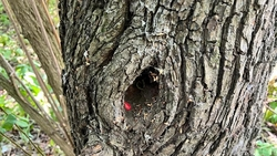 Полиция задержала закладчика, который организовал 43 тайника в Ессентуках