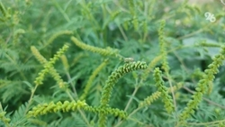 Амброзию на территории более чем 30 га убрали в Курортном парке в Ессентуках