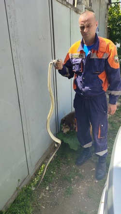Змею во дворе дома поймали ессентукские спасатели