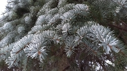 В Ессентуках завершают уборку новогодних украшений