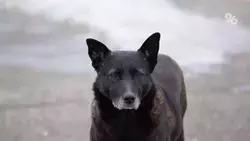 В Ессентуках с начала года отловили 38 бездомных собак