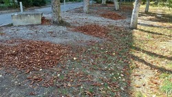На осеннем субботнике за первый час работы в Ессентуках собрали порядка 25 кубометров листвы 