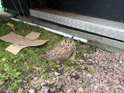 Сову с повреждённым крылом нашли в Ессентуках  