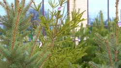 Ёлочные базары открылись в Ессентуках