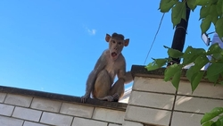 Ручная обезьяна выбралась из дома в Ессентуках, пока хозяин был в больнице 