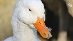 Мэрия Ессентуков: кормить уток на городском озере запрещено