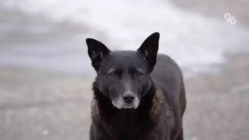В Ессентуках с начала года отловили 38 бездомных собак