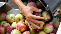 Яблочный урожай в Ставропольском крае превысил 500 тонн