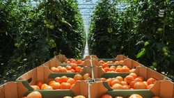 План по соцконтрактам на Ставрополье в 2022 году выполнили на 100%