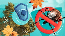 Опасны даже в холода: как избежать клещевых инфекций на Ставрополье
