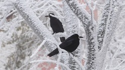 Ставропольцев предупредили о дожде и мокром снеге 9 декабря