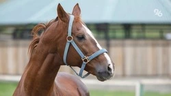 Муниципальные соревнования по конной стрельбе из лука пройдут в Ессентуках