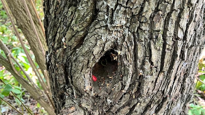 Полиция задержала закладчика, который организовал 43 тайника в Ессентуках