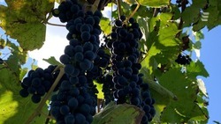 На Ставрополье площади виноградников увеличились на 550 гектаров благодаря господдержке