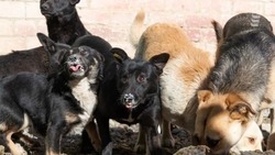 Бригады по отлову бездомных собак дежурят на улицах Ессентуков 