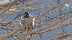 Температура воздуха повысится на Ставрополье до +22 градусов