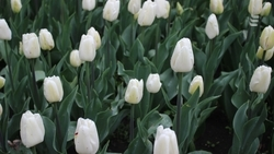 Около 23 тыс. луковиц тюльпанов высадили в Ессентуках