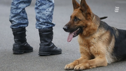 Школы Ессентуков проверяют после анонимных сообщений о минировании