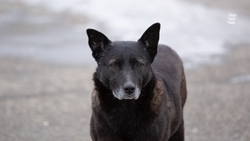 Уголовное дело возбудили в Ессентуках после нападения стаи собак на ребёнка