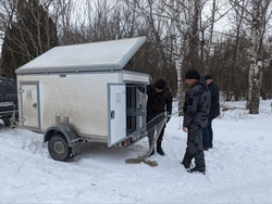 График работы службы отлова безнадзорных животных изменился в Ессентуках