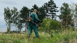 Более 300 кустов дикорастущей конопли на 500 м² уничтожили в Ессентуках