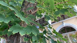 Жители Ставропольского края смогут поучаствовать в сборе макулатуры с 10 октября