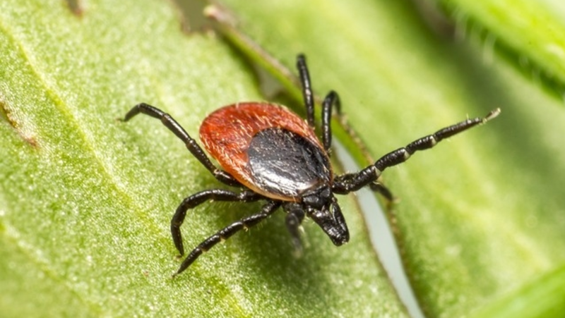 Клещ, заражённый боррелиозом, покусал ребёнка в парке Ессентуков