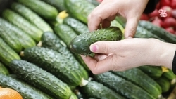 Количество ярмарок увеличилось на Ставрополье с начала года 