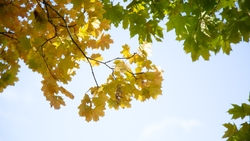 Более 50 тонн листвы собрали в Ессентуках за две недели