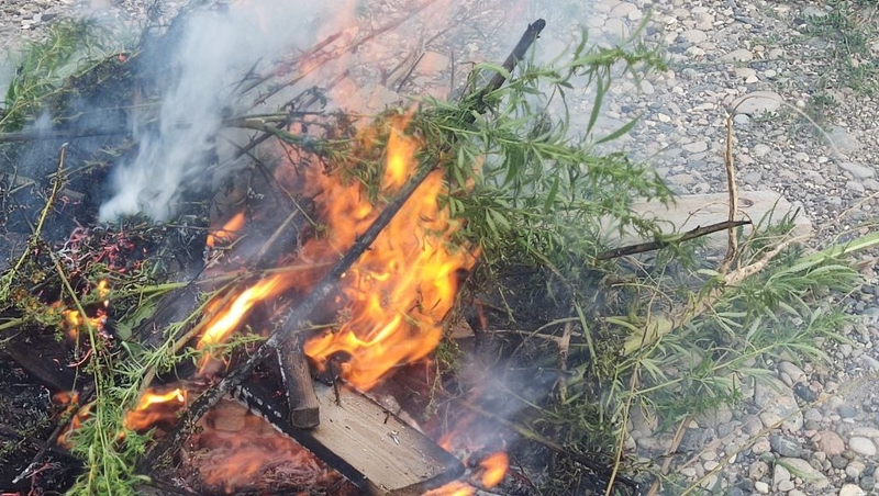 Участок дикорастущей конопли уничтожили в Ессентуках